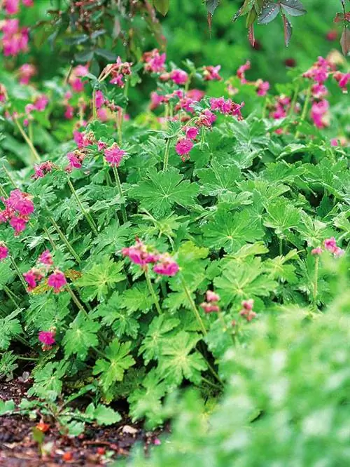 Многолетняя герань, Geranium macrorrhizum