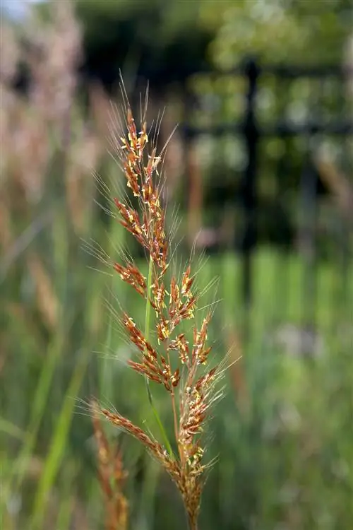 крупным планом Sorghastrum nutans или цветение индийской травы