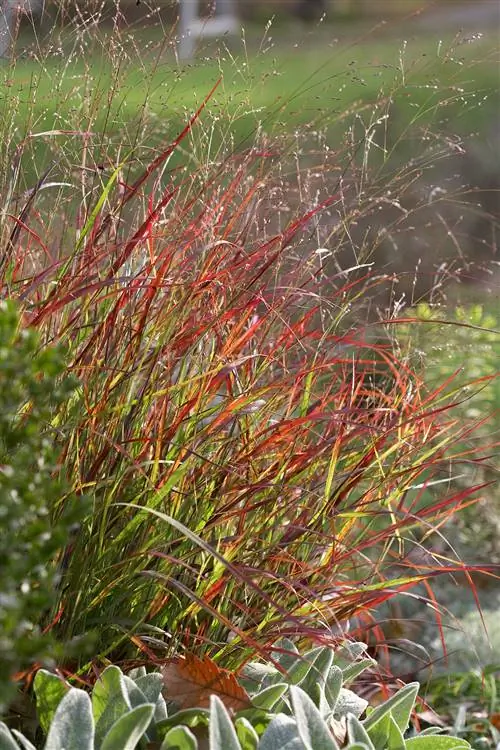 Птицы слетятся в ваш сад, когда вы посадите траву для дикой природы