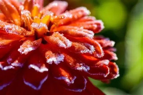 Узнайте среднюю дату первых заморозков в вашем районе, чтобы подготовить свой сад