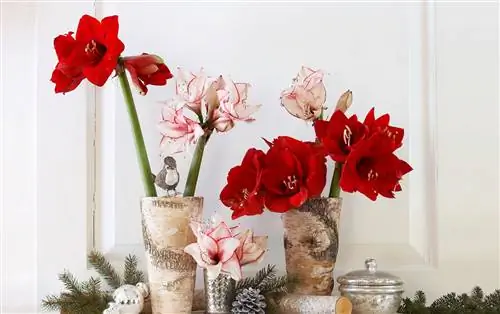 5 лучших комнатных растений для рождественского украшения