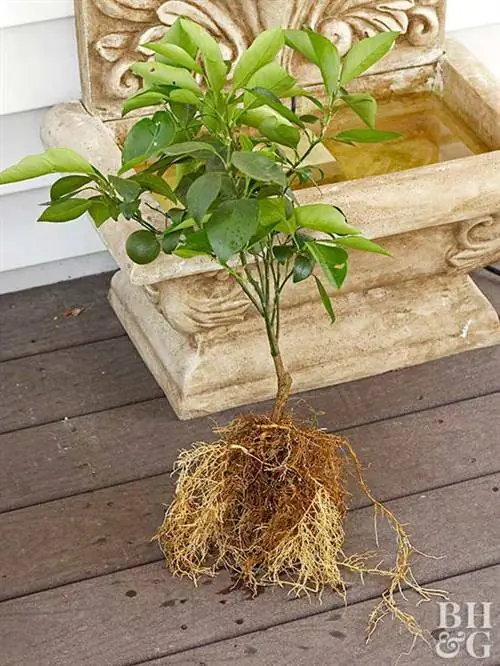 посадка фруктового дерева