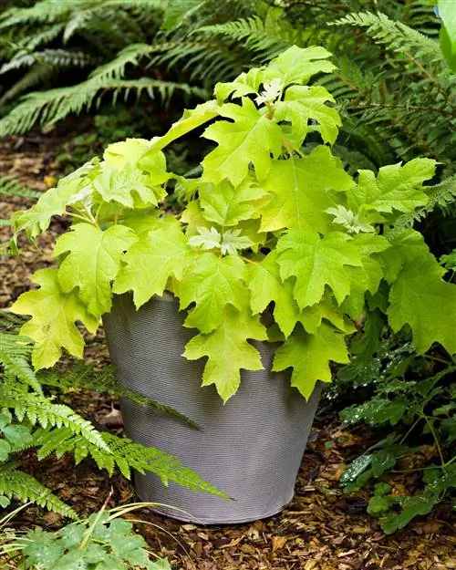 Hydrangea quercifolia 'Little Honey' в контейнере