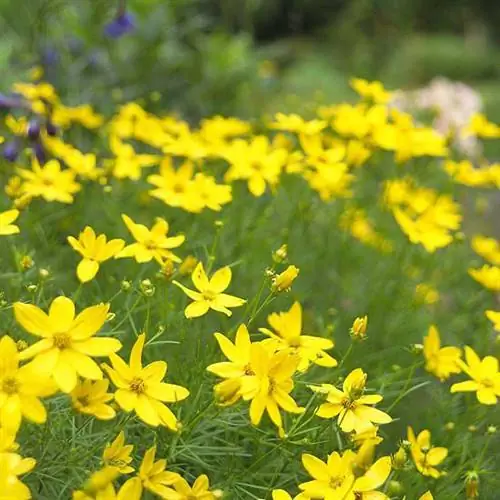 Кореопсис лунного луча