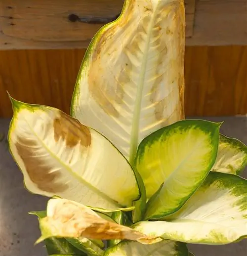 комнатное растение с белыми и желтыми обгоревшими на солнце листьями