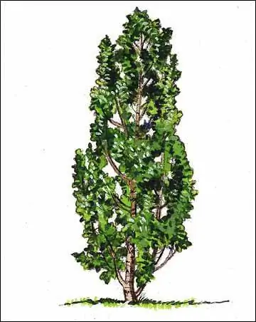 Fastigate Shape Tree Иллюстрация