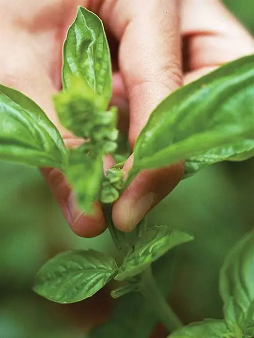 Прищипка базилика