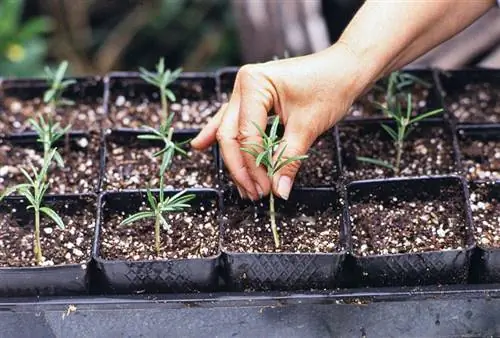 посев розмарина в почву