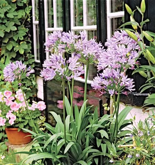 африканская лилия agapanthus africanus