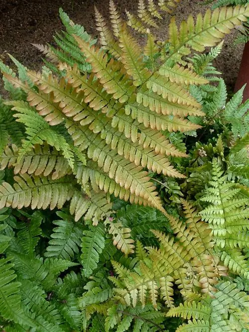осенний папоротник Dryopteris erythrosora