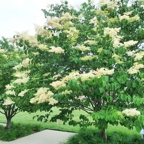 Сирень японская 'Ivory Silk' (Syringa reticulata 'Ivory Silk')