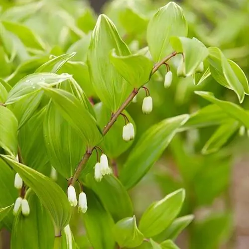 Пестрый душистый тюлень Соломона (Polygonatum odoratum 'Variegatum')