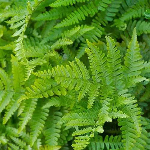 Древесный папоротник Дикси (Dryopteris x australis)