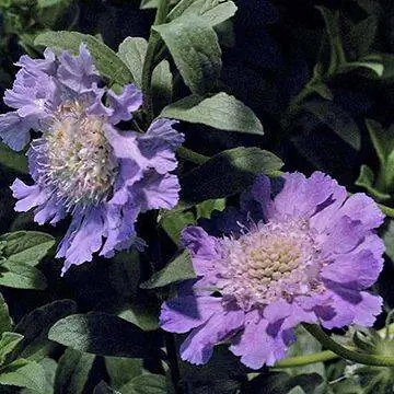 подушечка для булавок% 20flower.rendition.largest-j.webp подушечка для булавок% 20flower.rendition.largest-j.webp