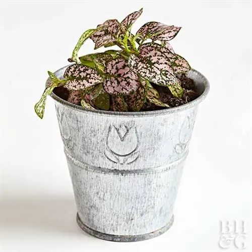 21 восхитительно миниатюрное растение для сказочного сада