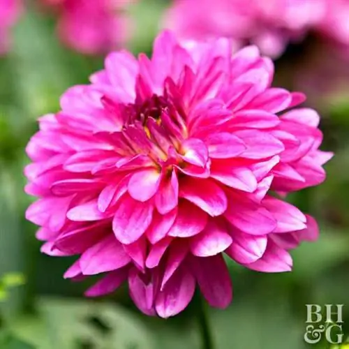 розовый цветок