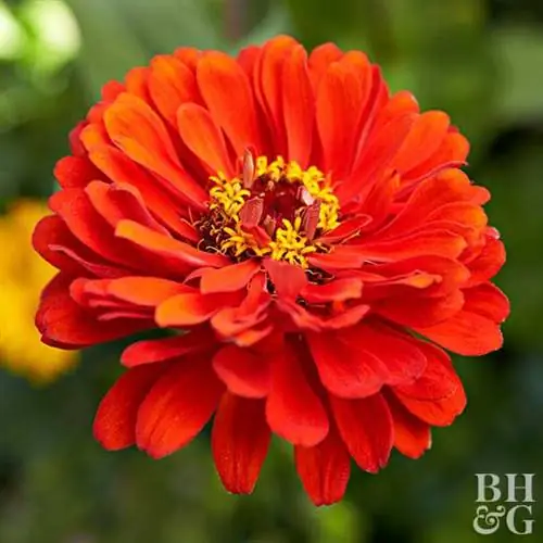 красный оранжевый цветок