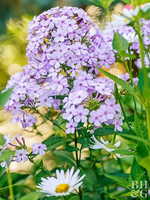 фиолетовые цветы