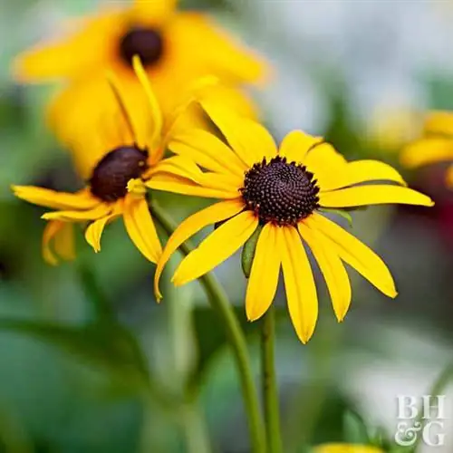 желтый цветок