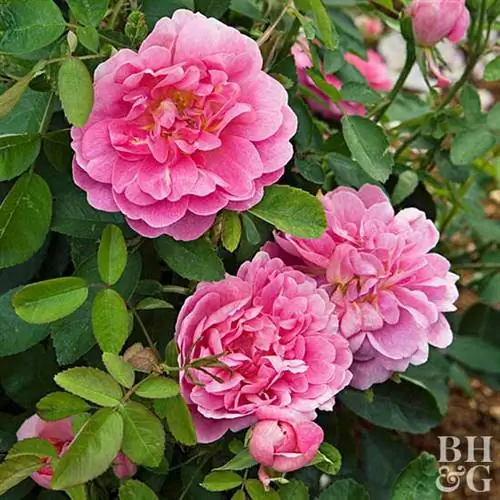 10 самых красивых срезанных цветов, которые вы можете вырастить