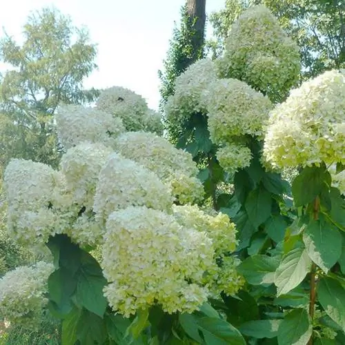 Гортензия метельчатая 'Limelight' (Hydrangea paniculata 'Limelight')