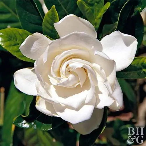 Вечноцветущая гардения Gardenia augusta 'Veitchii'