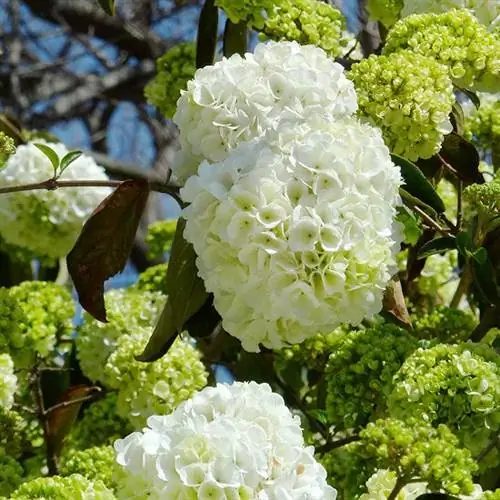 Китайский снежок (Viburnum macrocephalum)