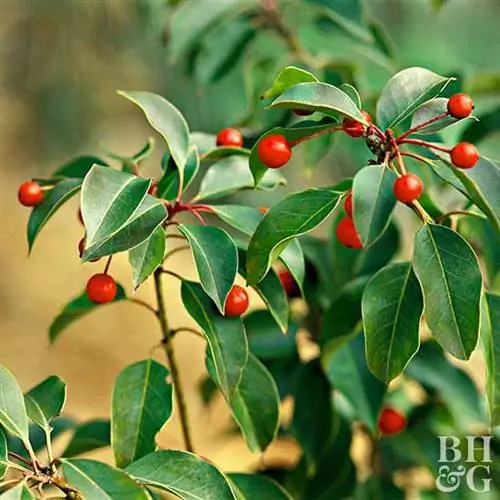 Яупон Холли Илекс Вомитория