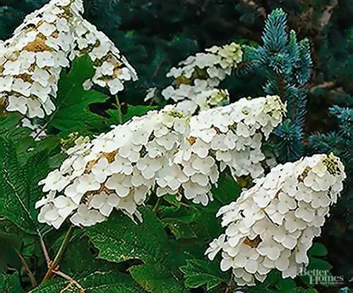 Дуболистная гортензия