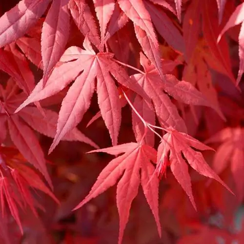 Клен японский красный 'Бладгуд' (Acer palmatum 'Bloodgood')