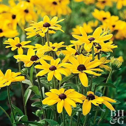 'Бабье лето' черноглазая Сьюзен Рудбекия хирта