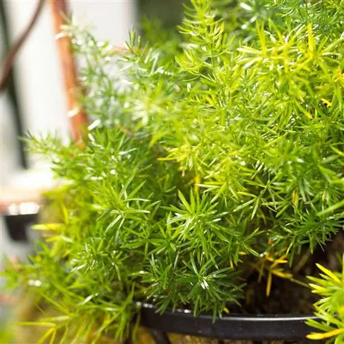 спаржа папоротник