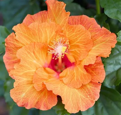 Многолетний гибискус