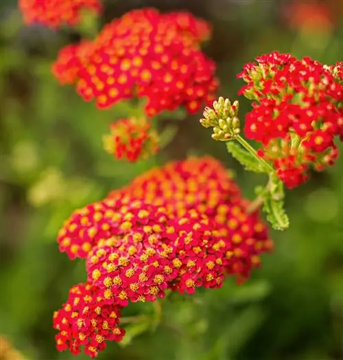 тысячелистник