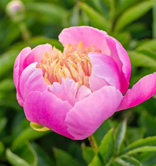 Лучшие летние многолетники, не требующие особого ухода, для Среднего Запада