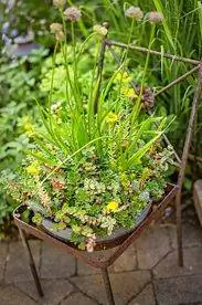 суккуленты и аллиум в кресле-кашпо