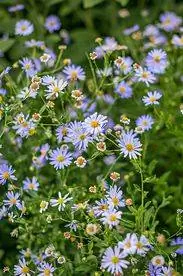 маленькая фиолетовая kalimeris incisa blue star