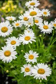 leucanthemum superbum бекки шаста цветы ромашки