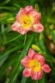 розовый hermerocallis david kirchhoff лилейник цветет