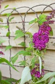 buddleia funky fuchsia на шпалере рядом с сайдингом