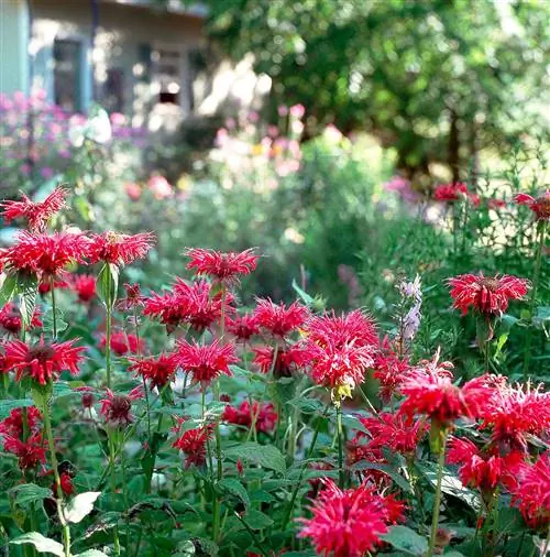 бальзам пчелиный мондарда с красными цветками
