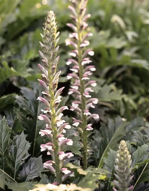 медведи бриджи завод