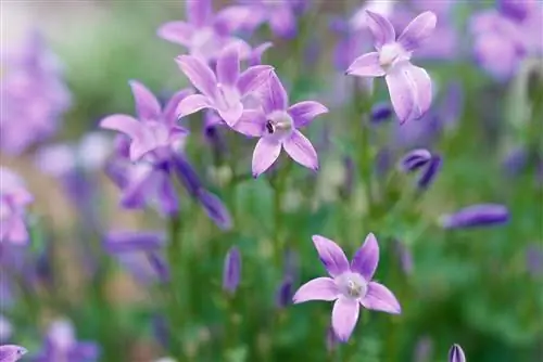 Деталь фиолетового цветения кампанулы