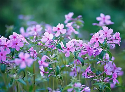 лесной флокс