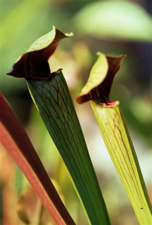 плотоядные кувшинные растения