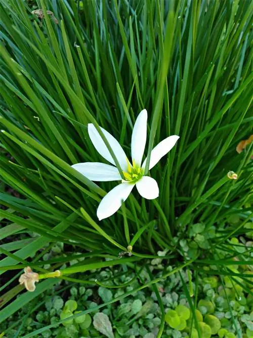 лилия дождя