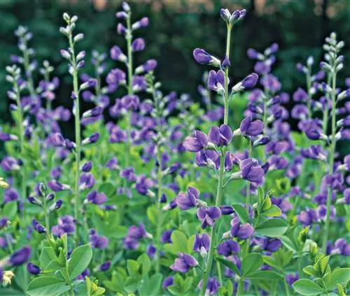 Ложный индиго