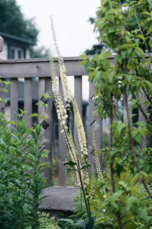 белые багбаны