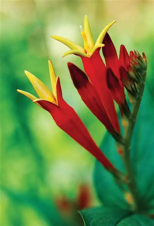 Индийская розовая Spigelia marilandica