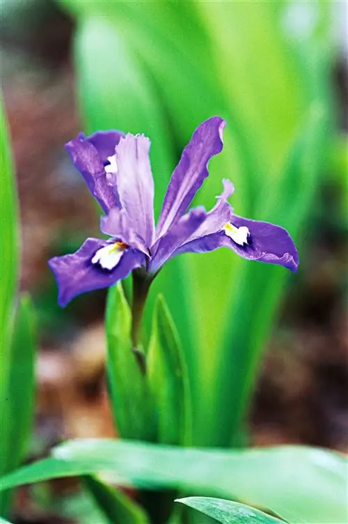 Хохлатый ирис